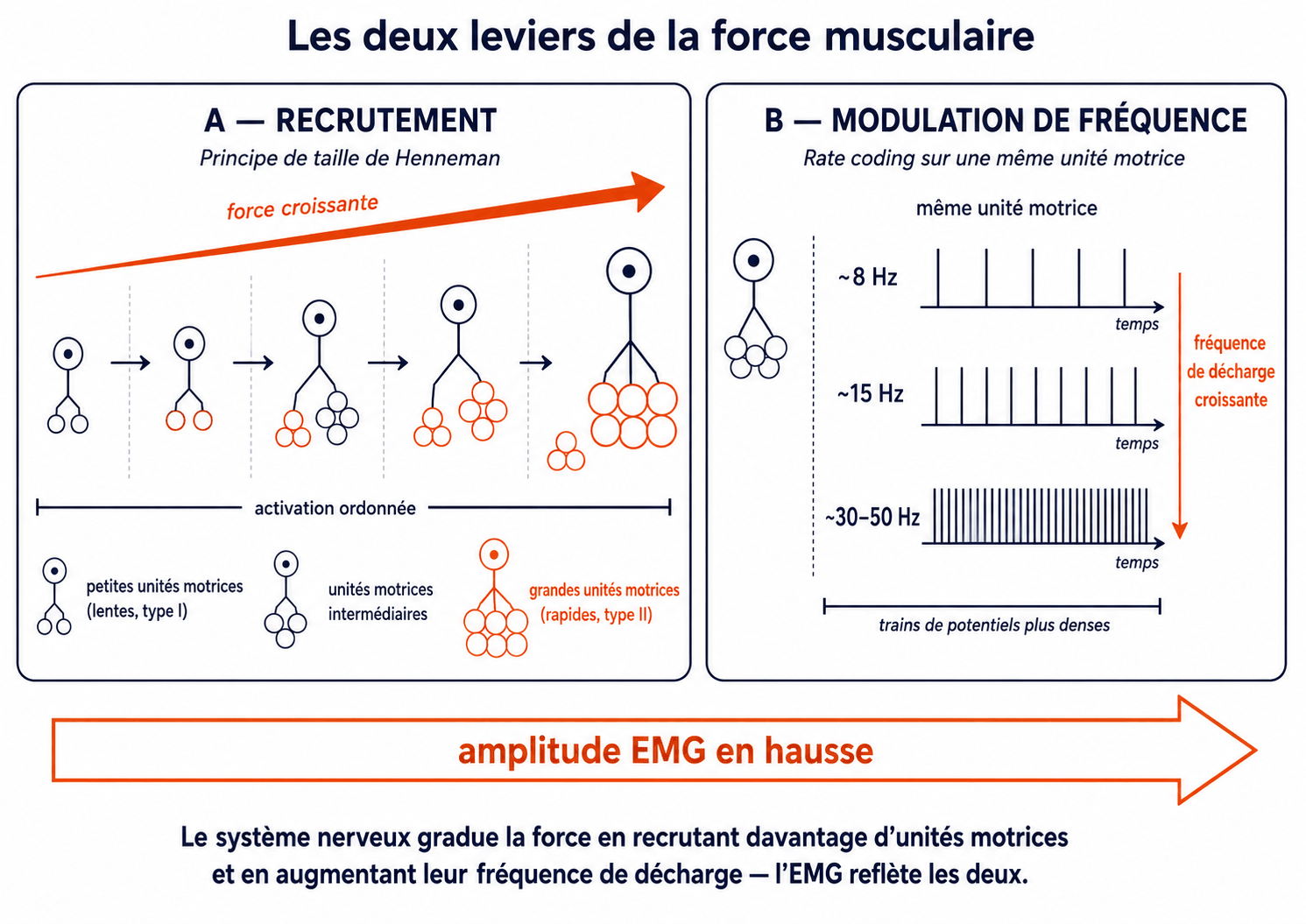 Les deux leviers de la force : recrutement ordonné des unités motrices (principe de taille de Henneman) et modulation de leur fréquence de décharge de 8 à 30-50 Hz, l'amplitude EMG reflète les deux